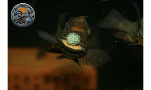 Petrochromis Tropheus Becken